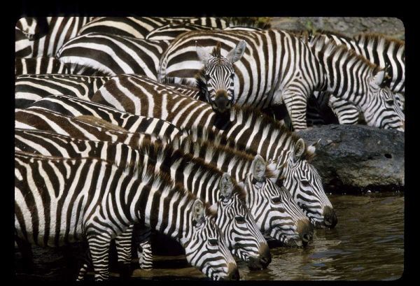 Kenya Herd of zebras drinking